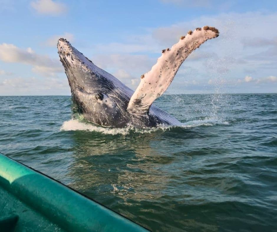 Avistamiento de Ballenas en Bahía Málaga - Plan de 3 días