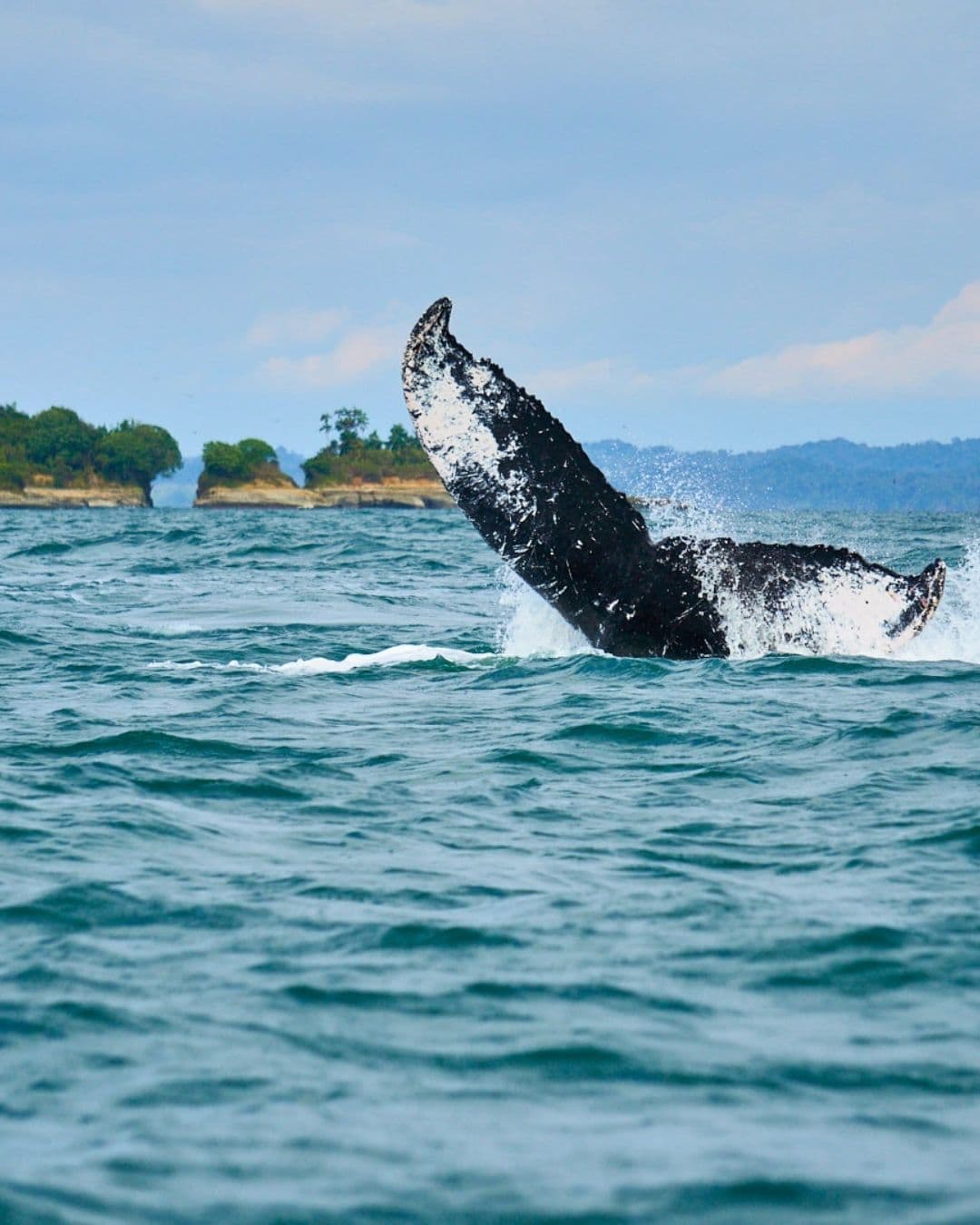 Avistamiento de Ballenas en Bahía Málaga - Plan de 4 días