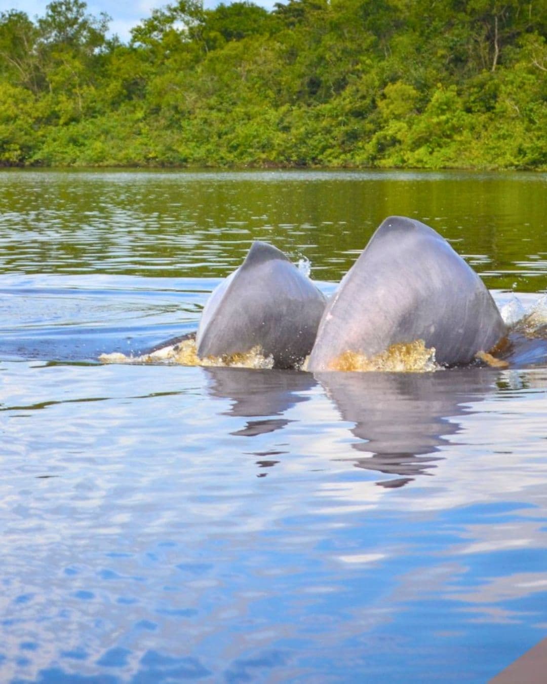 Guaviare: Ríos, Delfines y Arte Rupestre