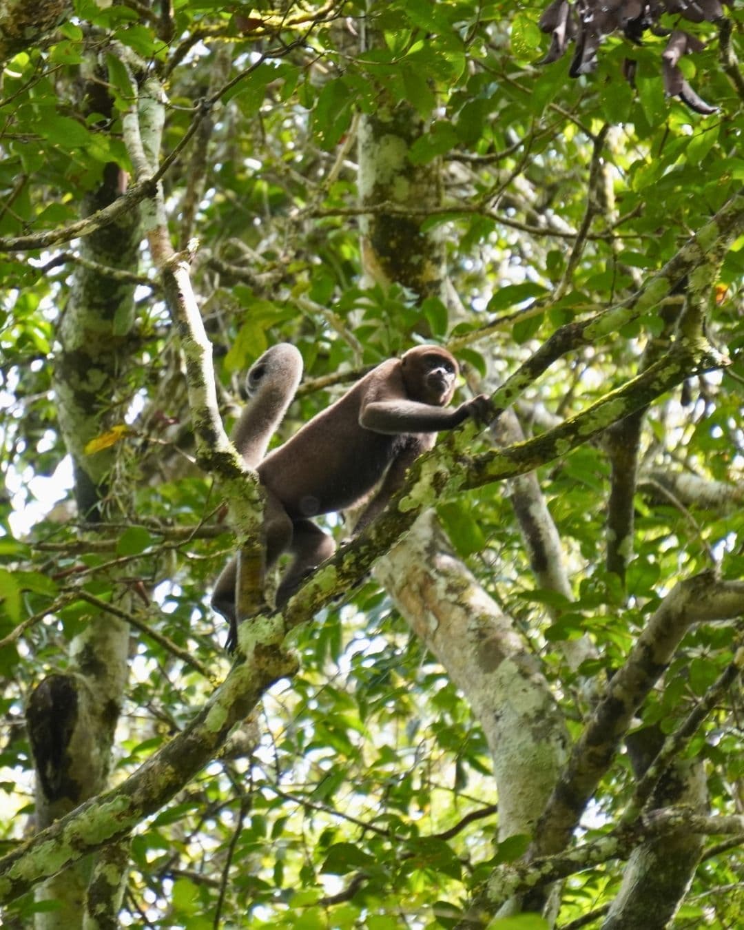 Guaviare: Ríos, Delfines y Arte Rupestre